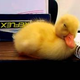 Tired Duckling Trying to Stay Awake Just May Be The Ultimate Squee
